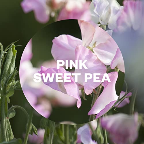 Air Wick |Pink Sweet Pea |Automatic Air Freshener | Freshmatic Auto Spray Refill | 250ml| Pack of 4