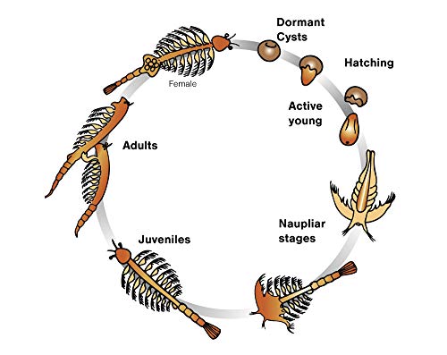 Aqua Dragons ID4001 World, Multicolor, 6 x 1.5 x 6 inches